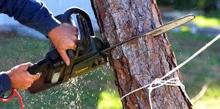 Best Tree Trimming and Pruning  in Columbia, MD