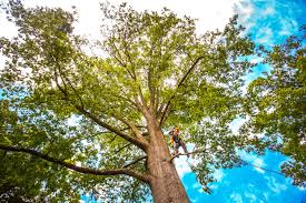 Best Arborist Consultation Services  in Columbia, MD