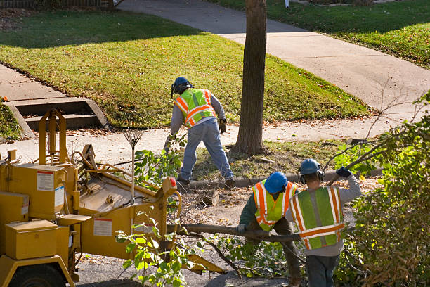 How Our Tree Care Process Works  in  Columbia, MD