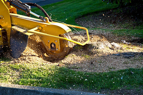 Best Tree Disease Treatment  in Columbia, MD