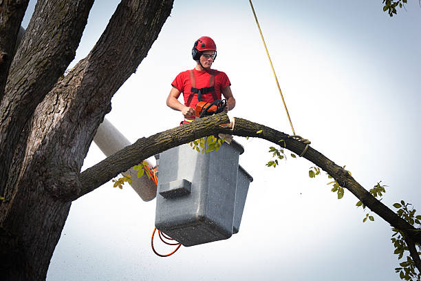  Columbia, MD Tree Removal Pros