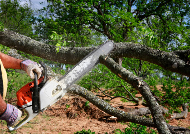 Best Tree and Shrub Care  in Columbia, MD